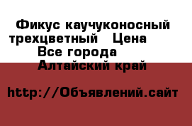 Фикус каучуконосный трехцветный › Цена ­ 500 - Все города  »    . Алтайский край